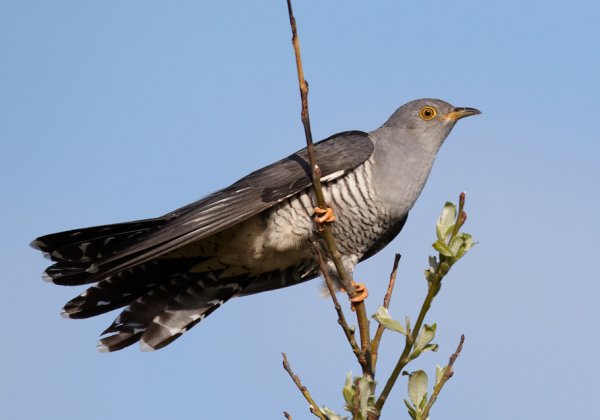 Common Cuckoo (Cuculus canorus), photo: Chris Romeiks