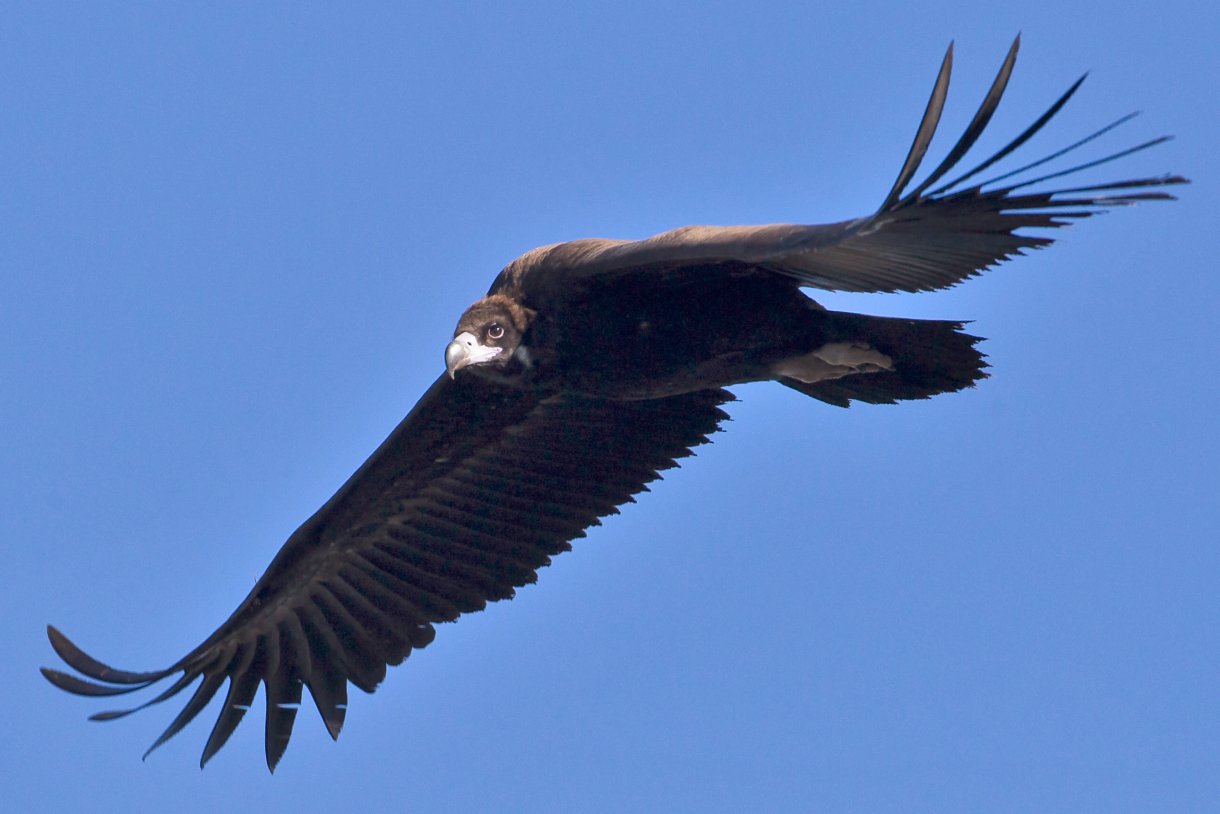Related species: Eurasian Black Vulture - Ackroyd & Harvey - Conflicted ...